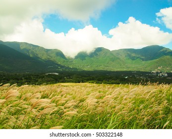 Japanese pampas grass bloomed on the shore - Shutterstock ID 503322148
