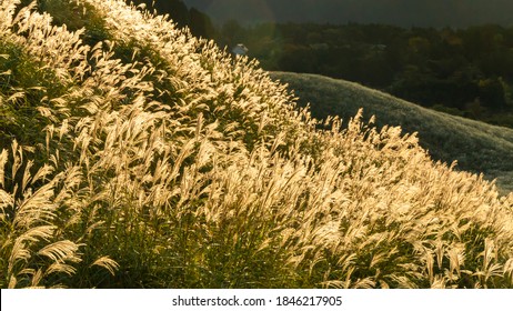 748 Susuki Pampas Grass Images, Stock Photos & Vectors | Shutterstock