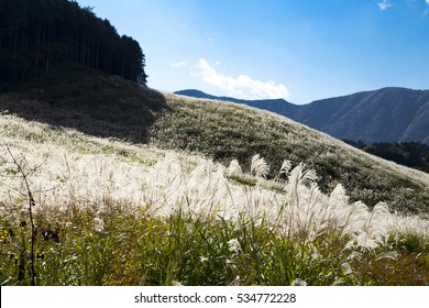 Japanese Pampas Grass Field Hakone Stock Photo (Edit Now) 534772228