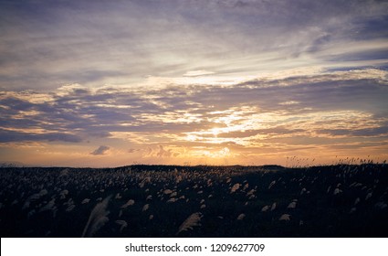 6,674 Japanese Pampas Grass Images, Stock Photos & Vectors | Shutterstock