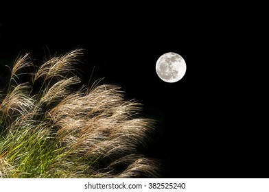 6,674 Japanese Pampas Grass Images, Stock Photos & Vectors | Shutterstock