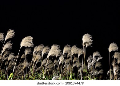 Japanese Pampas Grass On A Black Background At Night.