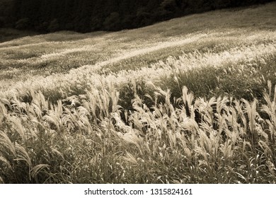 6,674 Japanese Pampas Grass Images, Stock Photos & Vectors | Shutterstock