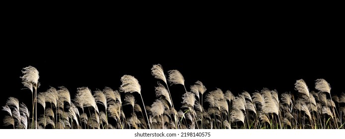 Japanese pampas grass swaying in the wind at night.