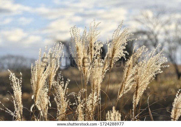 Japanese pampas grasses\
(silver grasses)
