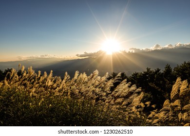 Japanese pampass grass lighted by the sunset - Shutterstock ID 1230262510