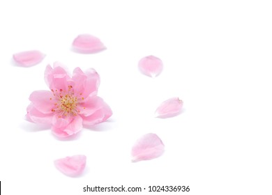 Japanese Peach Flower And Petals On White Background