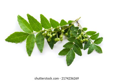 Japanese pepper Sansho berries and leaves in white background