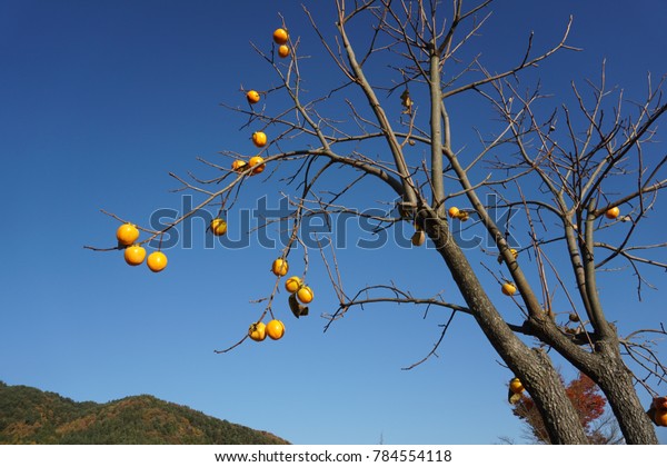 Japanese Fruit Tree : Nothing Compares To Yuzu The New Yorker / Check spelling or type a new query.