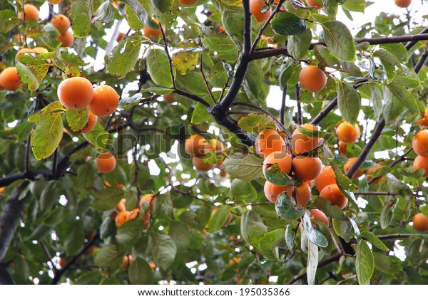 Japanese persimmon\
tree ( kaki ) with\
fruits.