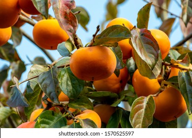 Japanese Persimmon Tree With Ripe Fruits