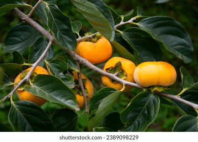 Japanese persimmon treen and fruit in the fall month at harvest time on Sado Island, Niigata prefecture.