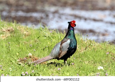 雉子 の画像 写真素材 ベクター画像 Shutterstock