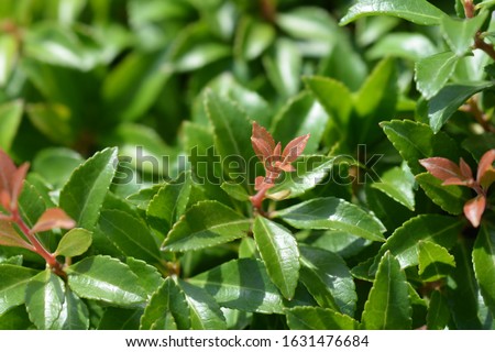 Japanese pieris Little Heath Green leaves - Latin name - Pieris japonica Little Heath Green