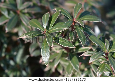 Japanese pieris Little Heath - Latin name - Pieris japonica Little Heath
