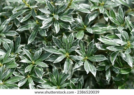 Japanese pieris Little Heath leaves - Latin name - Pieris japonica Little Heath