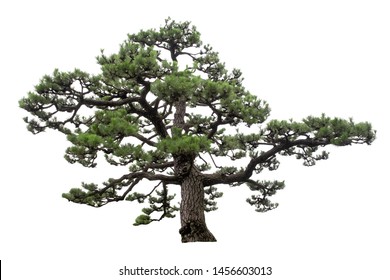 Japanese Pine Tree Is Isolated On White Background