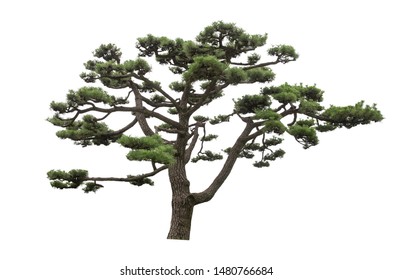 Japanese Pine Tree Is Isolated On White Background