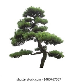 Japanese pine tree is isolated on white background
