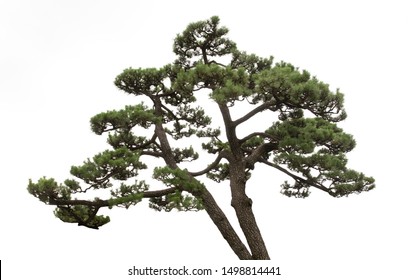 Japanese Pine Tree Is Isolated On White Background