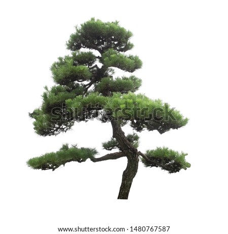 Japanese pine tree is isolated on white background