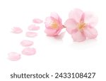 Japanese pink cherry blossom, flower petals, pure white background, spring photography