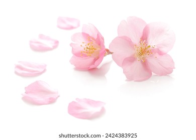 Japanese pink cherry blossom, flower petals, pure white background, spring photography - Powered by Shutterstock