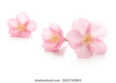 Japanese pink cherry blossom, flower petals, pure white background, spring photography - Powered by Shutterstock