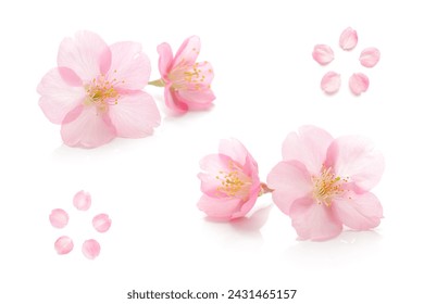 Japanese pink cherry blossom, flower petals, pure white background, spring photography set