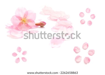Japanese pink cherry blossom, flower petals, pure white background, spring abstract photography set
