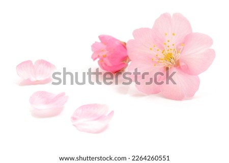 Japanese pink cherry blossom, flower petals, pure white background, spring photography