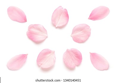 Japanese Pink Cherry Blossom Petal Isolated On White Background