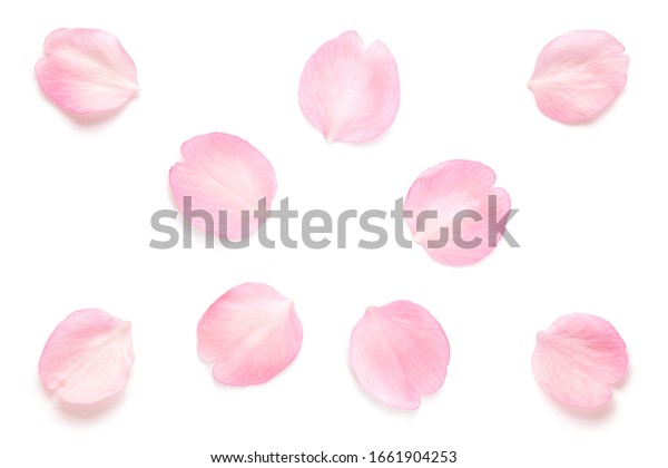 Japanese pink cherry blossom petals abstract on pure white background