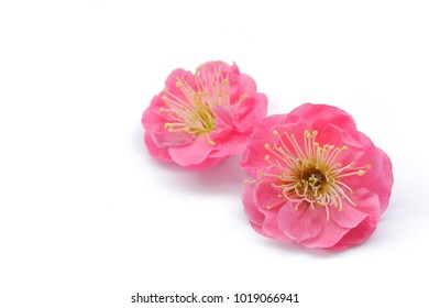 Japanese Pink Plum Flower Isolated On White