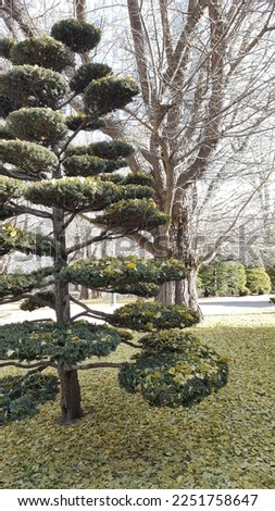 Japanese Pinus Tree Bonsai Shape