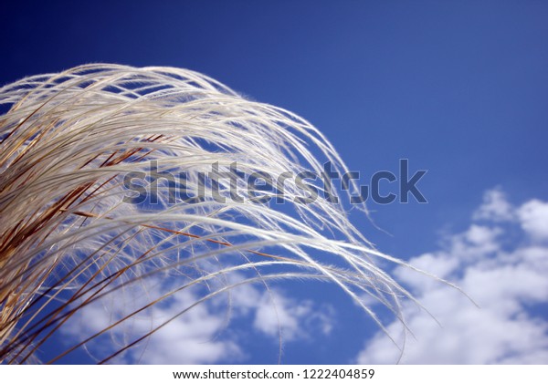 Japanese Plume Grass Over Blue\
Sky