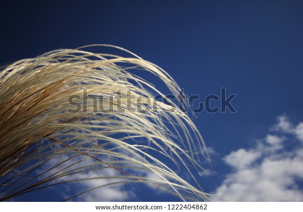 Japanese Plume Grass Over Blue
Sky
