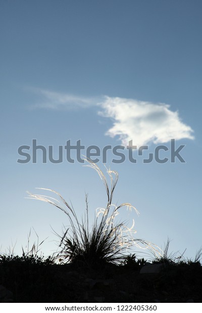 Japanese Plume Grass Over Blue\
Sky