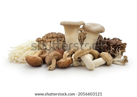 Japanese popular mushrooms collection isolated on white background