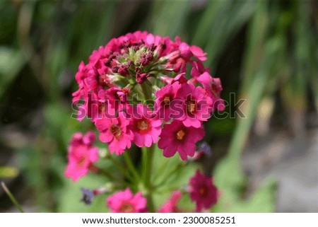 Japanese Primrose Millers Crimson flowers - Latin name - Primula japonica Millers Crimson