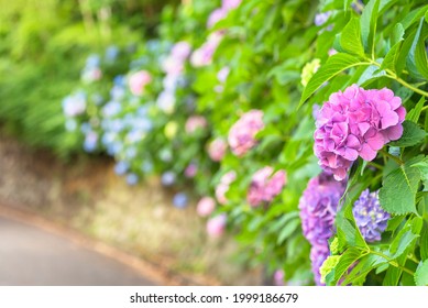 Ajisai High Res Stock Images Shutterstock