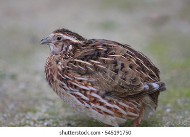 Japanese Quail Coturnix Japonica Japan Stock Photo 545191750 | Shutterstock