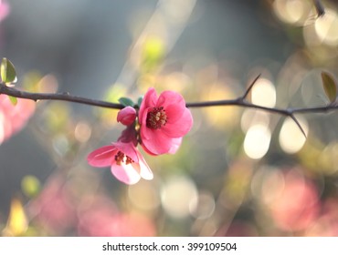Japanese Quince flowers 
