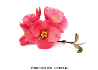 Japanese Quince Flowers, Isolated