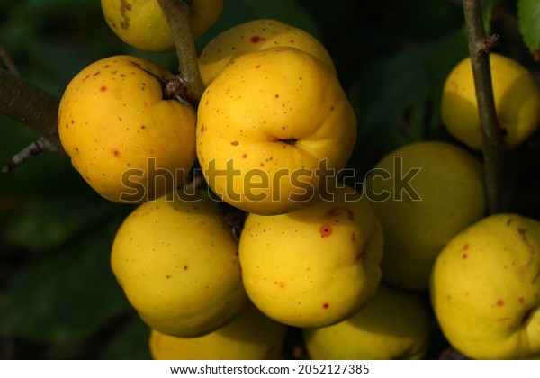   \
 \
Japanese quince fruits on the branches close-up.\
Chaenomeles japonica, known as either the Japanese quince or\
Maule\'s quince\
 