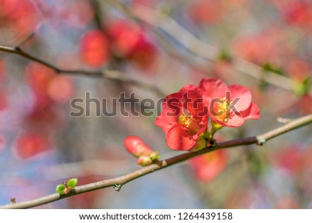 Japanese quince scarlet red flowers in  spiny branches. Knap Hill, Texas Scarlet 
