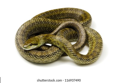 Japanese Rat Snake