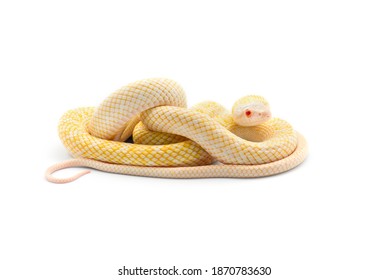 The Japanese rat snake albino isolated on white background