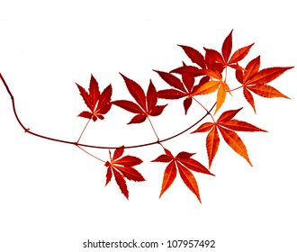 Japanese Maple Leaf Images Stock Photos Vectors Shutterstock