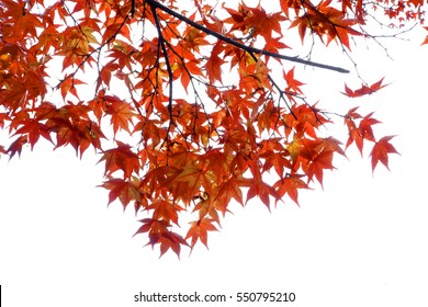 Japanese Red Autumn Maple Tree Leaves (Acer Palmatum) Isolated On White Background